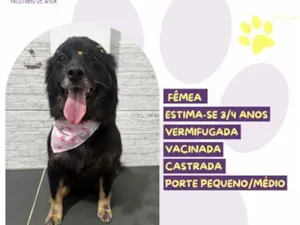 Cachorro raça SRD-ViraLata idade 3 anos nome Joly