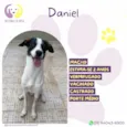 Daniel