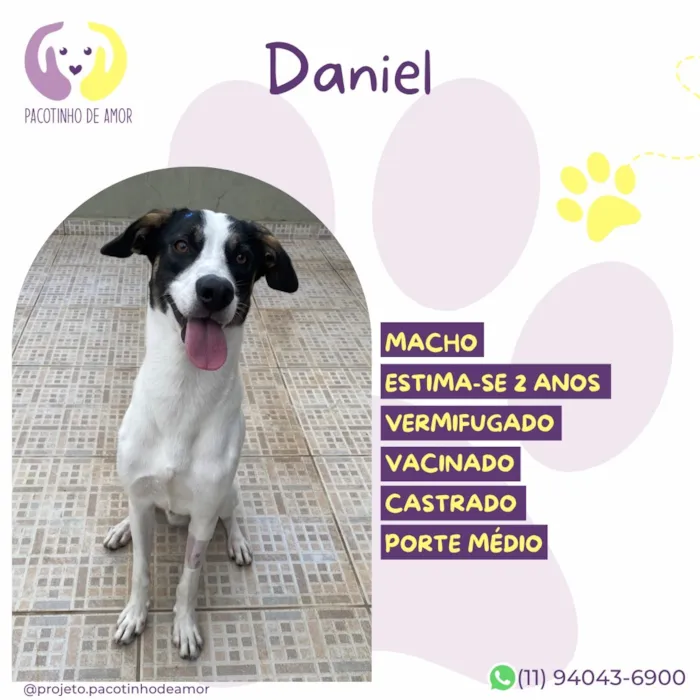 Cachorro raça SRD-ViraLata idade 2 anos nome Daniel