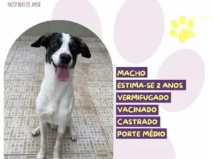 Cachorro raça SRD-ViraLata idade 2 anos nome Daniel