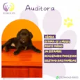 Auditora
