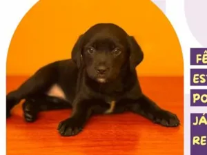 Cachorro raça SRD-ViraLata idade 2 a 6 meses nome Auditora