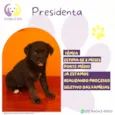 Presidenta