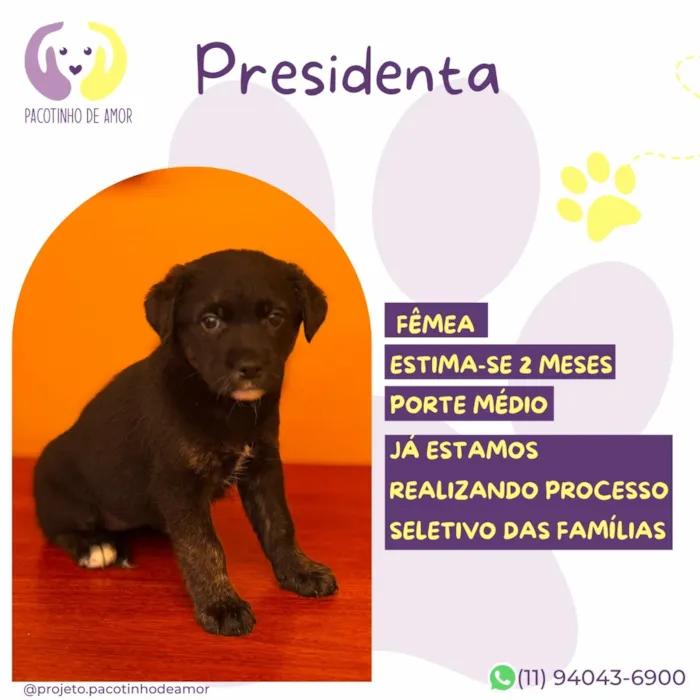 Cachorro raça SRD-ViraLata idade 2 a 6 meses nome Presidenta