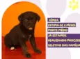 Presidenta