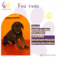 Faz tudo