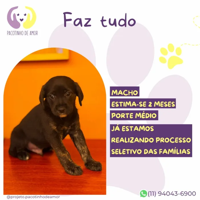 Cachorro raça SRD-ViraLata idade 2 a 6 meses nome Faz tudo