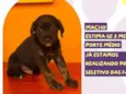 Faz tudo