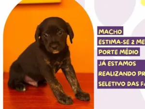 Cachorro raça SRD-ViraLata idade 2 a 6 meses nome Faz tudo