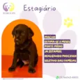 Estagiário 
