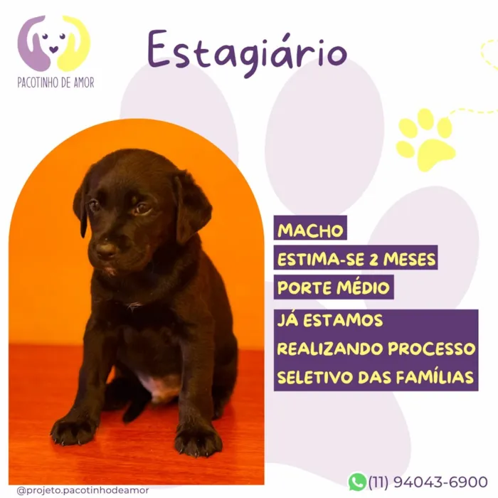 Cachorro raça SRD-ViraLata idade 2 a 6 meses nome Estagiário 