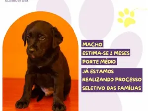 Cachorro raça SRD-ViraLata idade 2 a 6 meses nome Estagiário 