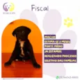 Fiscal