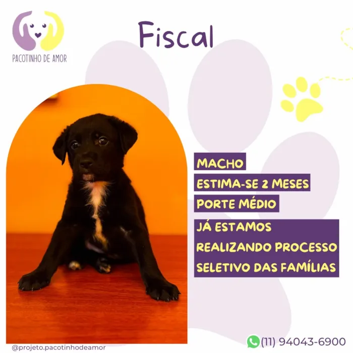 Cachorro raça SRD-ViraLata idade 2 a 6 meses nome Fiscal