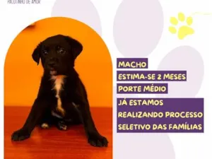 Cachorro raça SRD-ViraLata idade 2 a 6 meses nome Fiscal