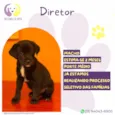 Diretor