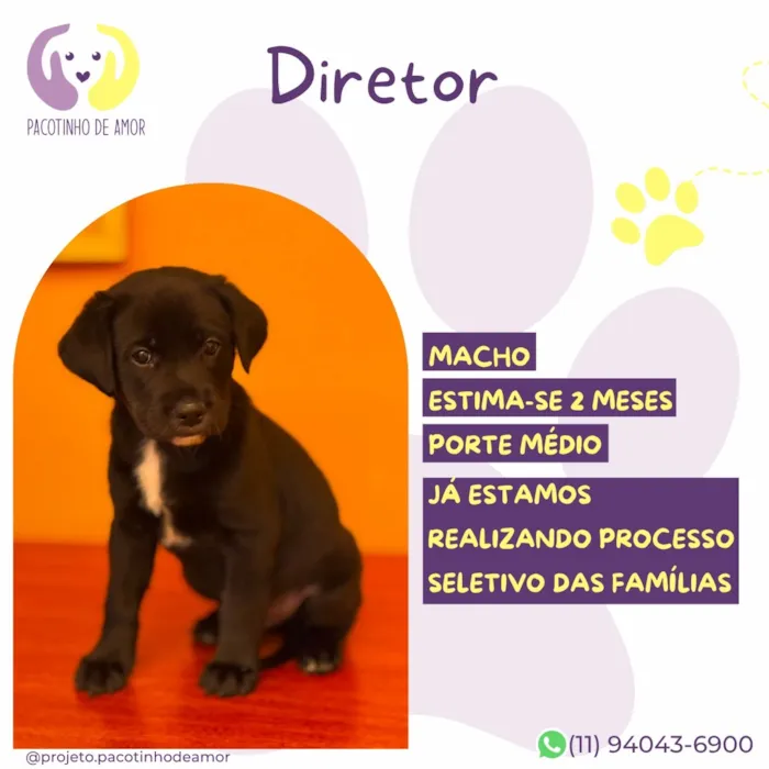 Cachorro raça SRD-ViraLata idade 2 a 6 meses nome Diretor