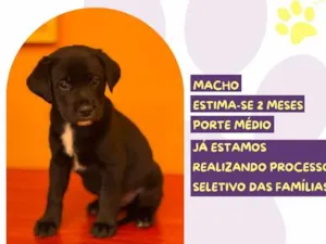 Cachorro raça SRD-ViraLata idade 2 a 6 meses nome Diretor