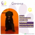 Gerente
