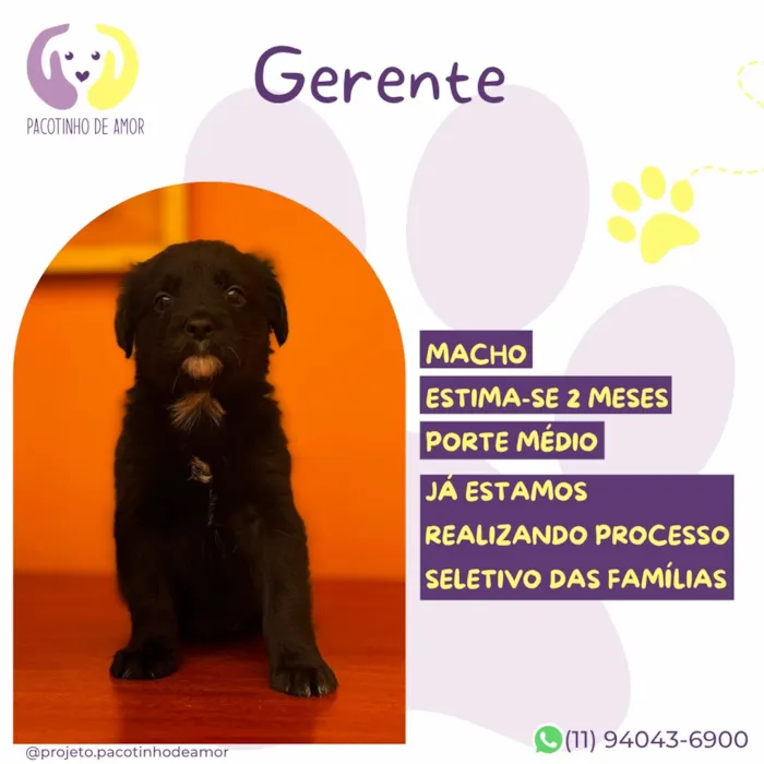 Cachorro raça SRD-ViraLata idade 2 a 6 meses nome Gerente