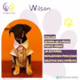 Wilson