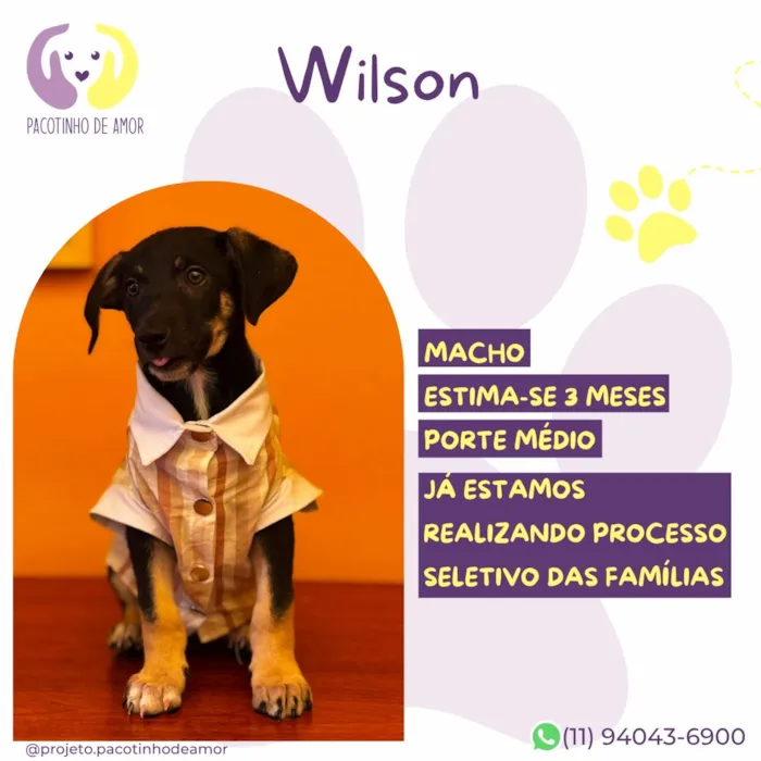 Cachorro raça SRD-ViraLata idade 2 a 6 meses nome Wilson