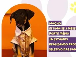 Cachorro raça SRD-ViraLata idade 2 a 6 meses nome Wilson