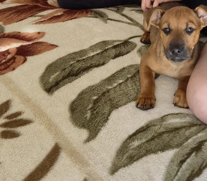 Cachorro raça SRD-ViraLata idade 1 ano nome Pitoco