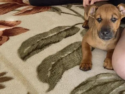 Cachorro raça SRD-ViraLata idade 1 ano nome Pitoco