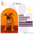 Valdo