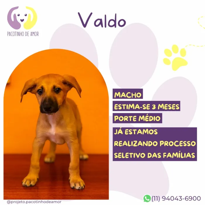 Cachorro raça SRD-ViraLata idade 2 a 6 meses nome Valdo