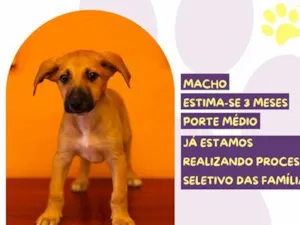 Cachorro raça SRD-ViraLata idade 2 a 6 meses nome Valdo