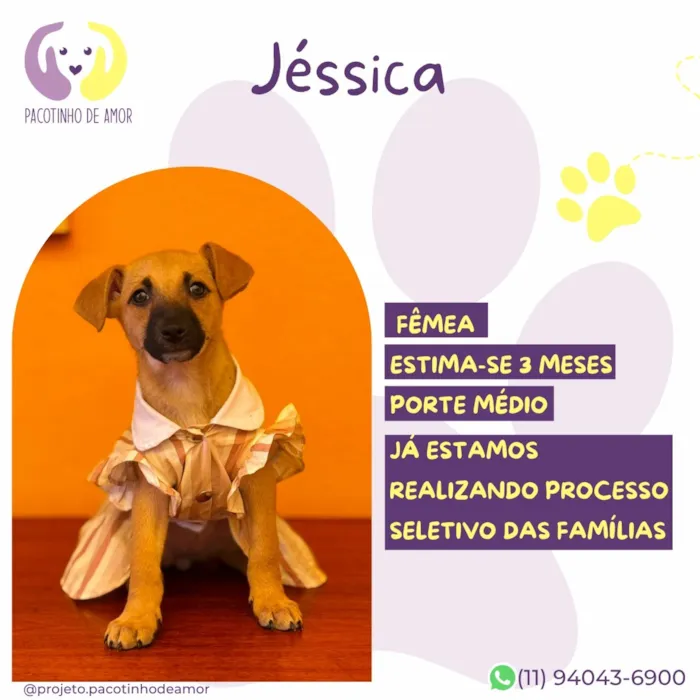 Cachorro raça SRD-ViraLata idade 2 a 6 meses nome Jéssica