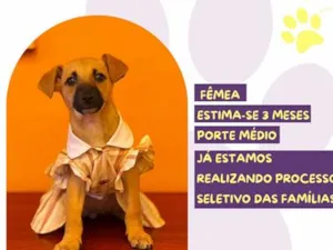 Cachorro raça SRD-ViraLata idade 2 a 6 meses nome Jéssica