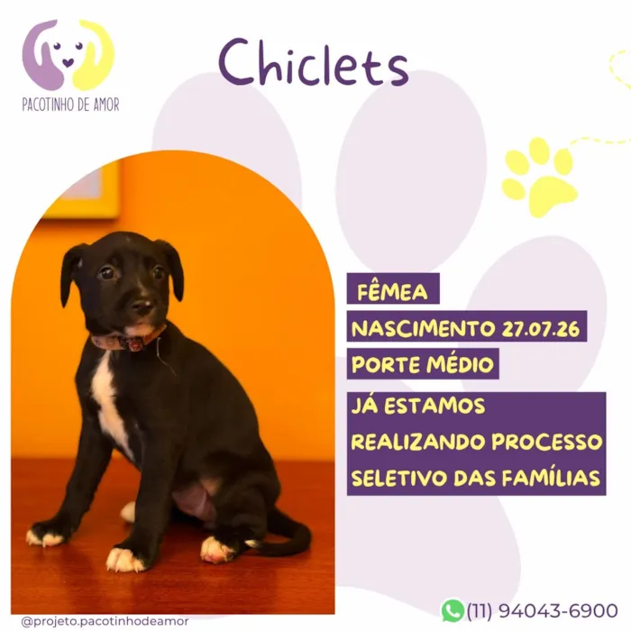 Cachorro raça SRD-ViraLata idade Abaixo de 2 meses nome Chiclets