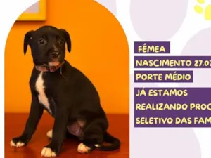 Cachorro raça SRD-ViraLata idade Abaixo de 2 meses nome Chiclets