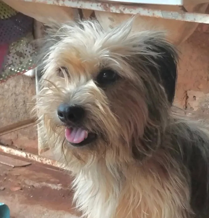 Cachorro raça Shitzu idade 1 ano nome Bruce