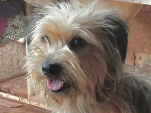 Cachorro raça Shitzu idade 1 ano nome Bruce