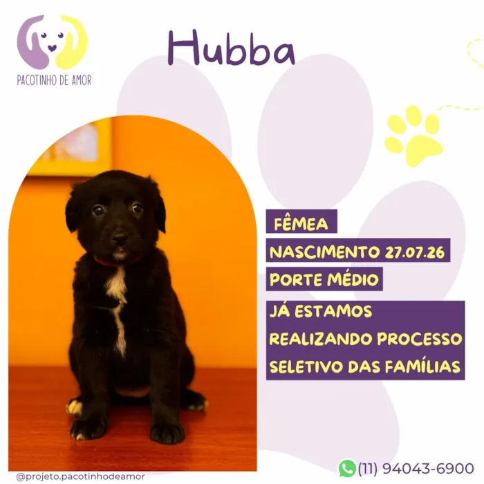 Cachorro raça SRD-ViraLata idade Abaixo de 2 meses nome Hubba