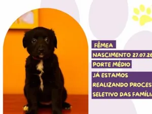 Cachorro raça SRD-ViraLata idade Abaixo de 2 meses nome Hubba