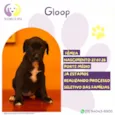 Gloop