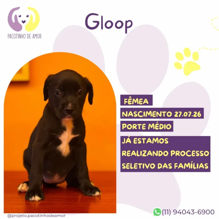 Cachorro raça SRD-ViraLata idade Abaixo de 2 meses nome Gloop