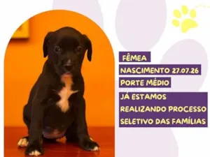 Cachorro raça SRD-ViraLata idade Abaixo de 2 meses nome Gloop