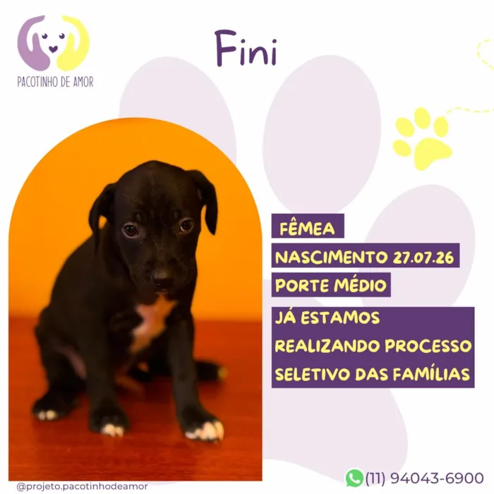 Cachorro raça SRD-ViraLata idade Abaixo de 2 meses nome Fini