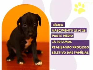 Cachorro raça SRD-ViraLata idade Abaixo de 2 meses nome Fini
