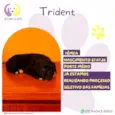 Trident