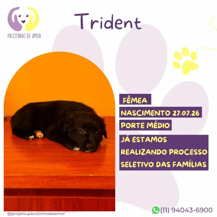 Cachorro raça SRD-ViraLata idade Abaixo de 2 meses nome Trident