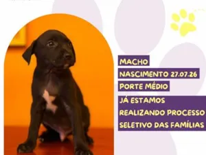 Cachorro raça SRD-ViraLata idade Abaixo de 2 meses nome Bazooka