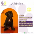 Bubbaloo