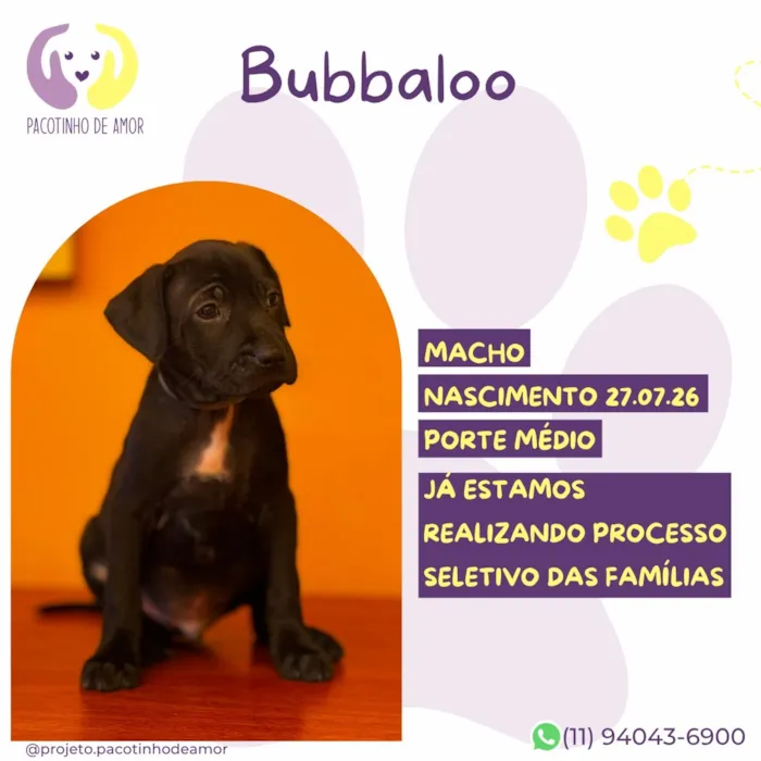 Cachorro raça SRD-ViraLata idade Abaixo de 2 meses nome Bubbaloo